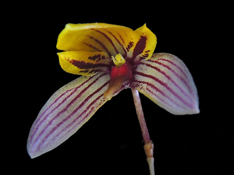 Bulbophyllum bolsteri