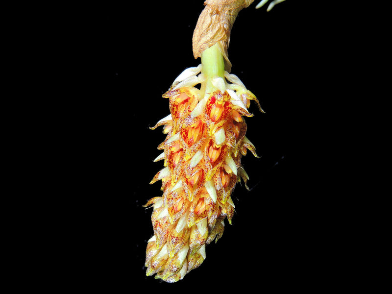 Bulbophyllum careyanum