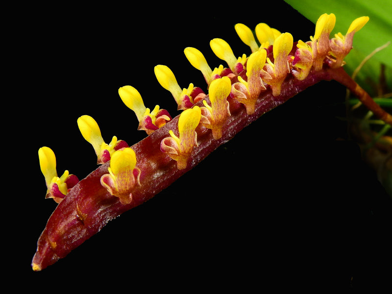 Bulbophyllum falcatum 10 cm Ampelpflanze