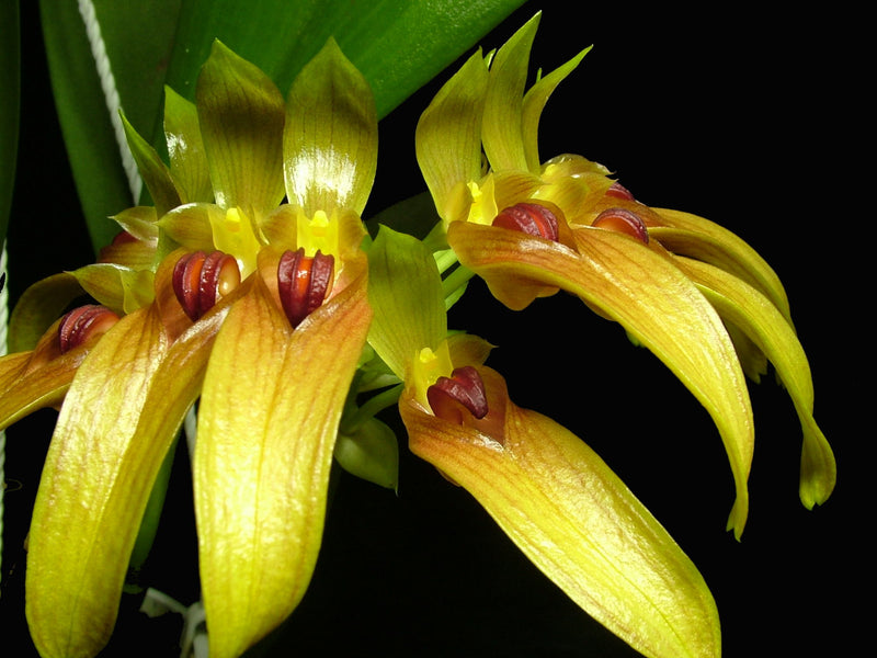 Bulbophyllum graveolens OP in vitro
