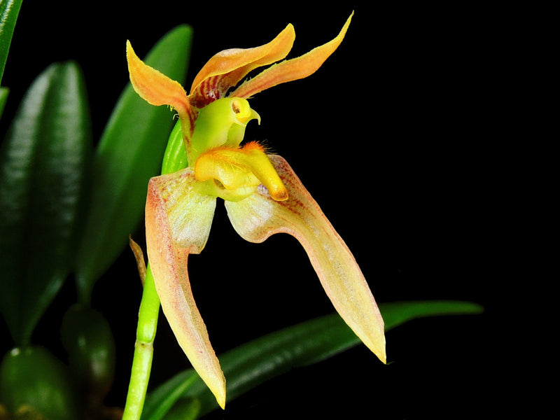 Bulbophyllum lasiochilum var flava (5 cm Topf)