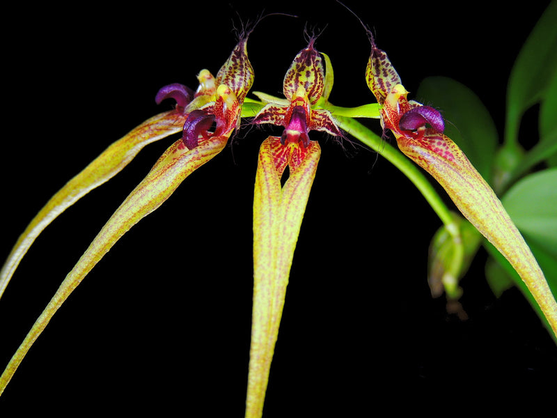 Cirrhopetalum ornatissimum