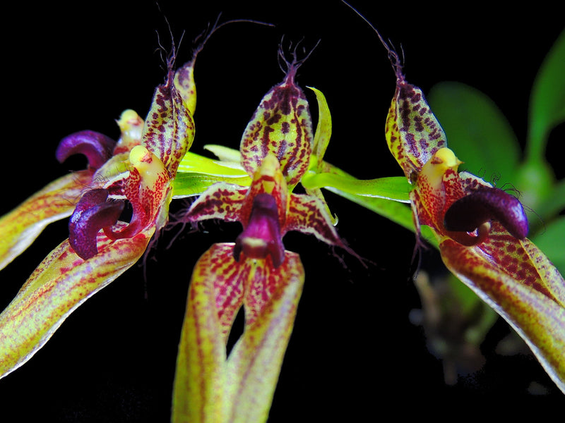 Cirrhopetalum ornatissimum