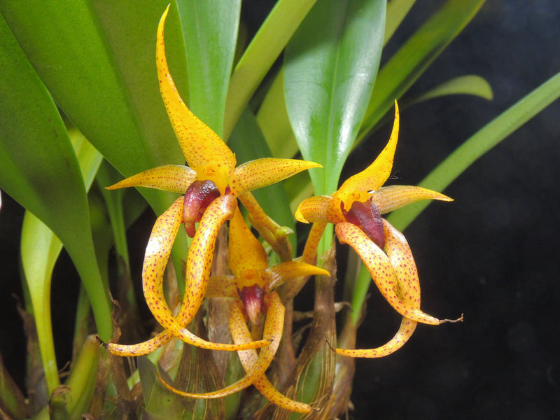 Bulbophyllum recurvilabre (5 cm Topf)