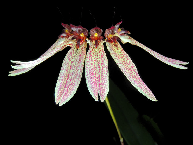 Cirrhopetalum umbellatum