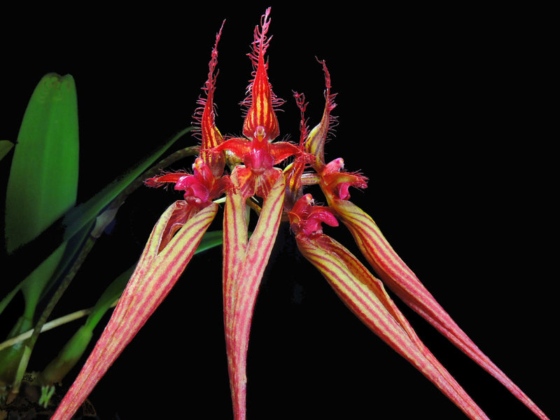 Bulbophyllum wendlandianum