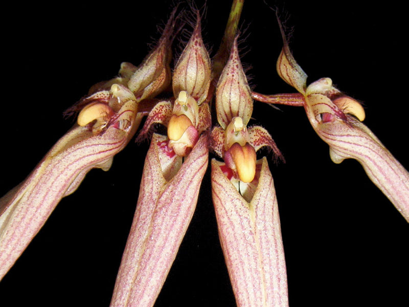 Bulbophyllum Louis Sander