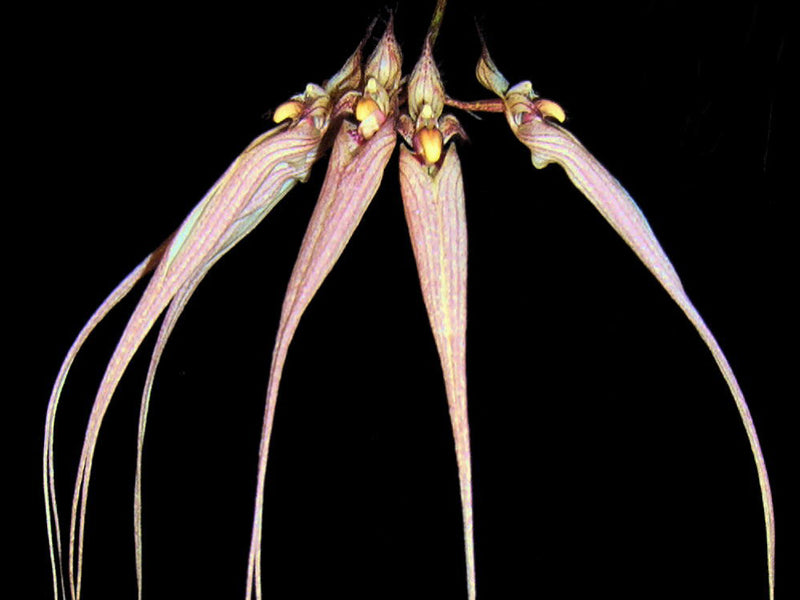 Bulbophyllum Louis Sander
