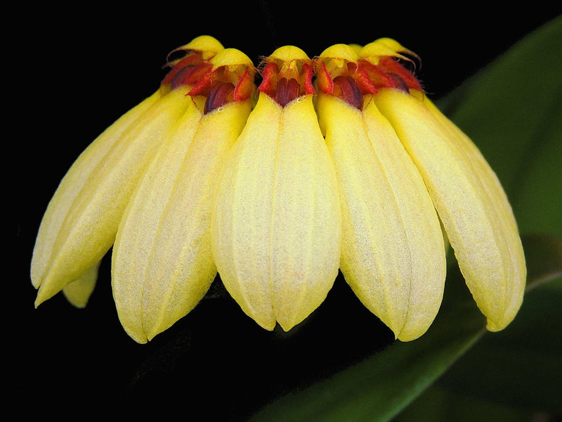 Cirrhopetalum auratum