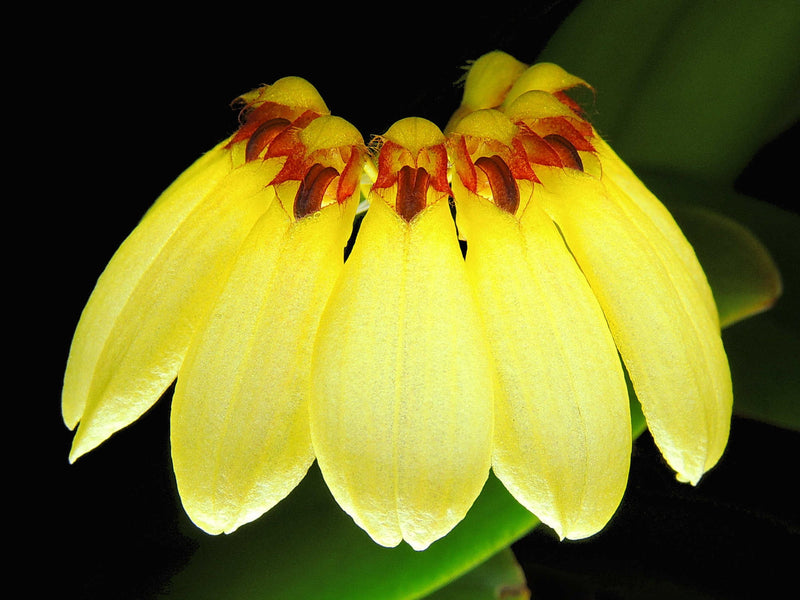 Cirrhopetalum auratum