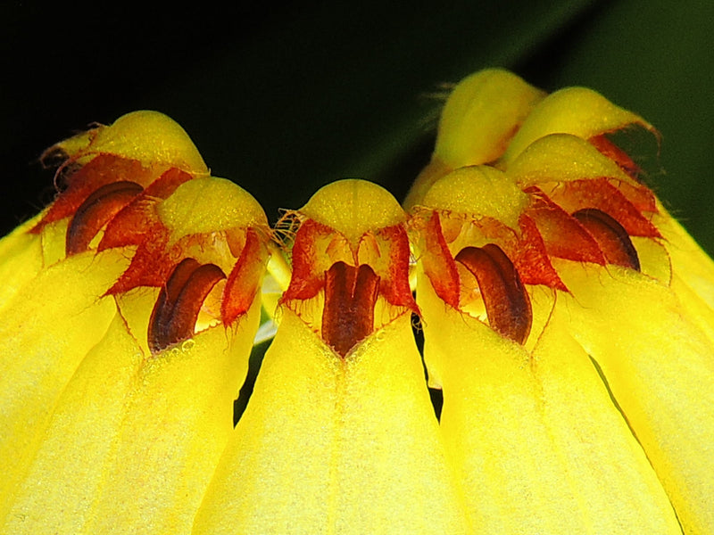 Cirrhopetalum auratum