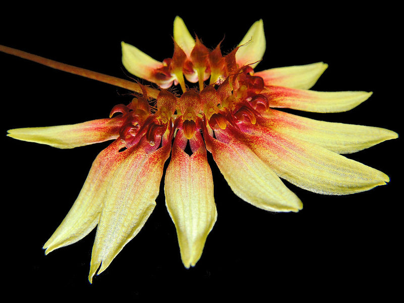 Bulbophyllum lepidum