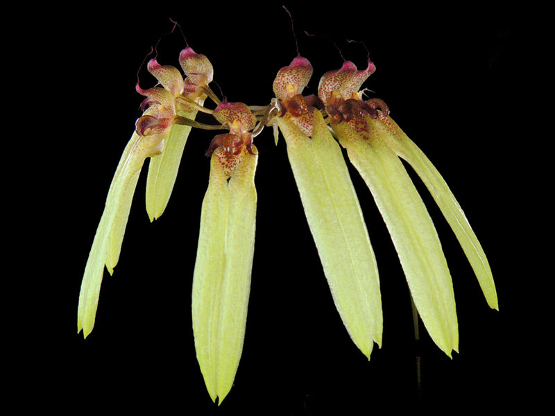 Bulbophyllum longiflorum