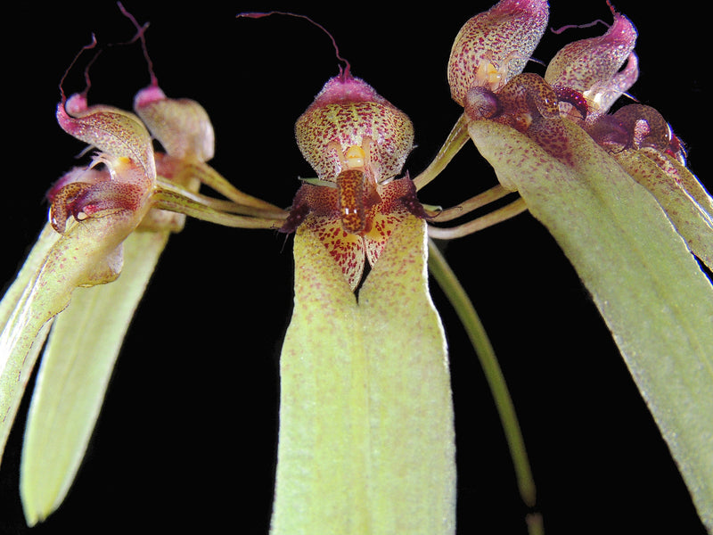 Bulbophyllum longiflorum