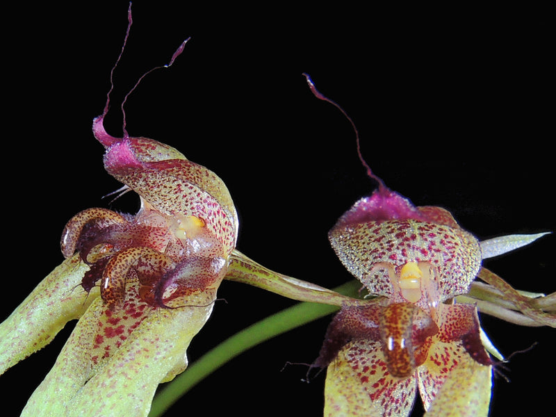 Bulbophyllum longiflorum