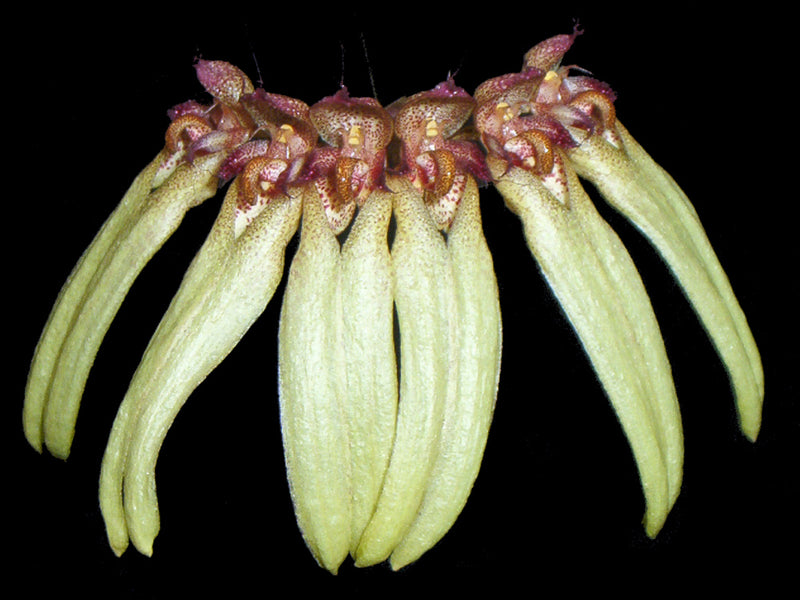 Bulbophyllum longiflorum