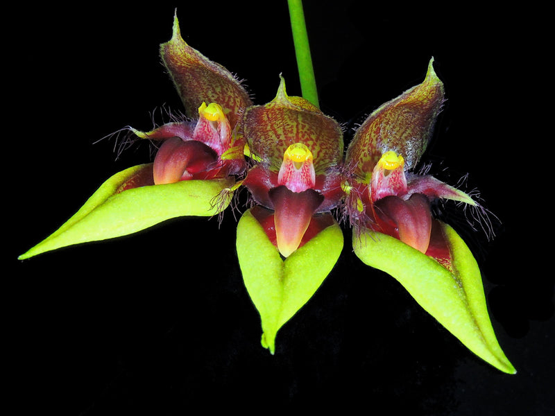 Cirrhopetalum pingtungense