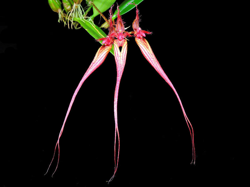 Bulbophyllum wendlandianum
