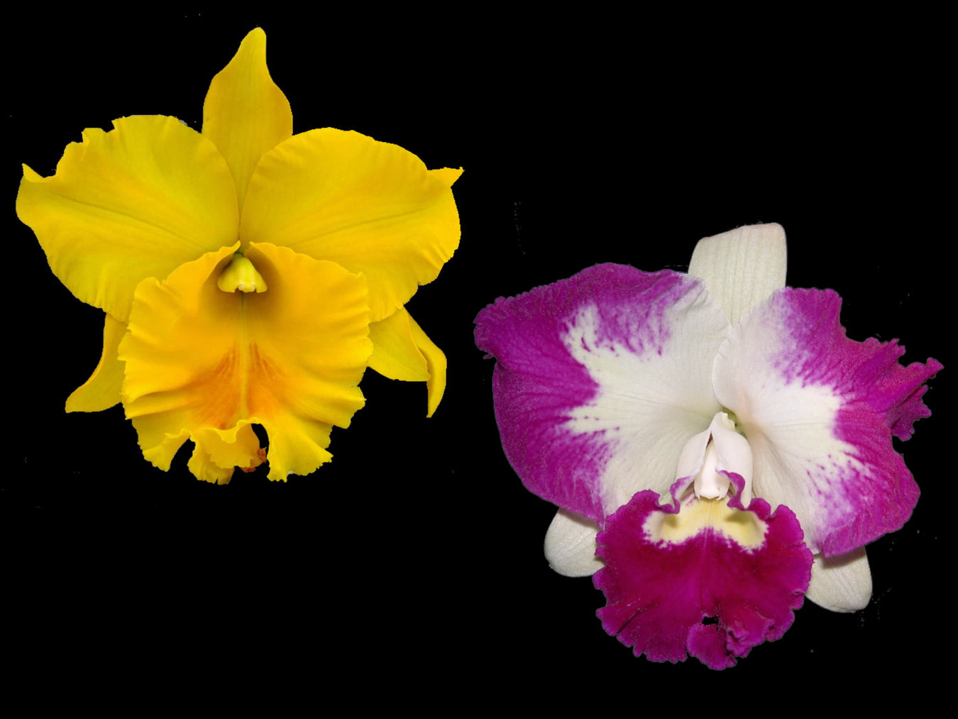 Brassolaeliocattleya