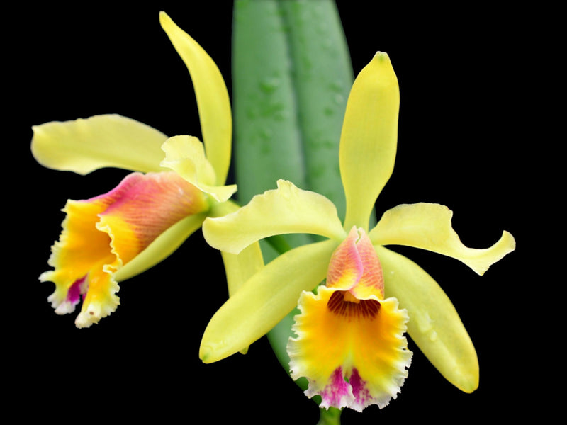 Cattleya Aurora (1905)
