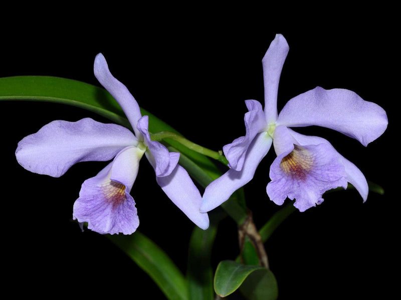 Cattlianthe Chloris 'coerulea'