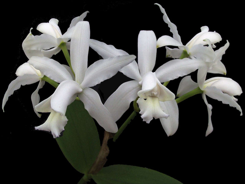 Cattleya intermedia f. alba