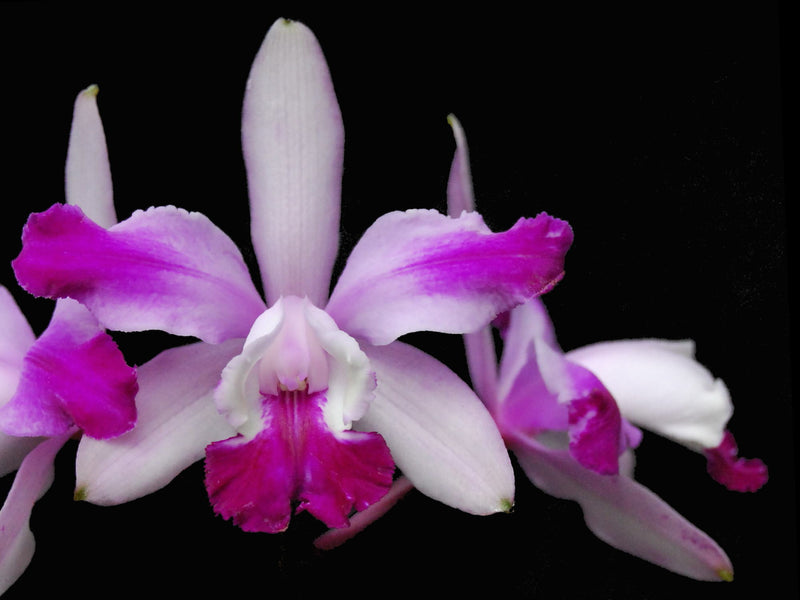 Cattleya intermedia 'Aquimi'
