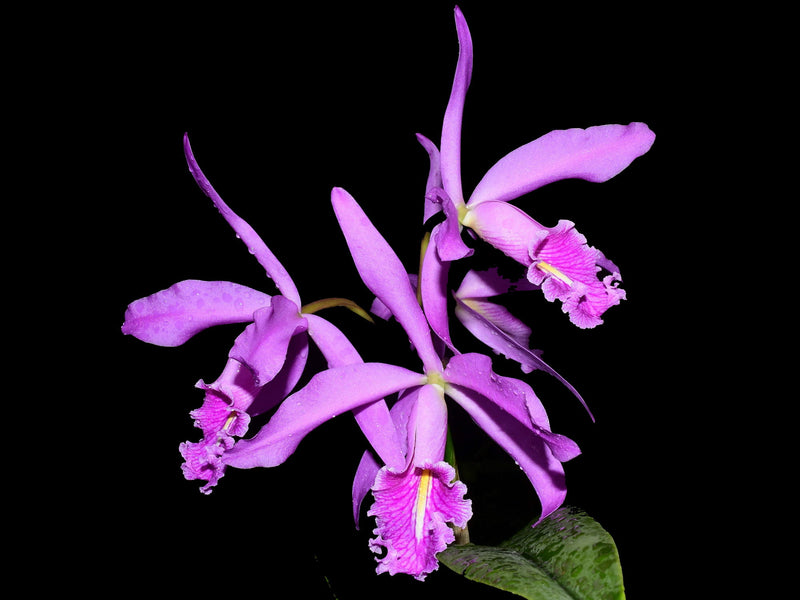 Cattleya maxima ('Ecua 0201' x 'Ecua 0204')