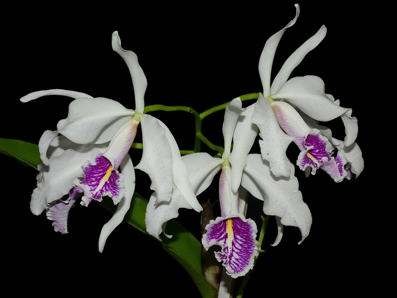 Cattleya maxima f. semi-alba ('Angel' X 'Rolando')