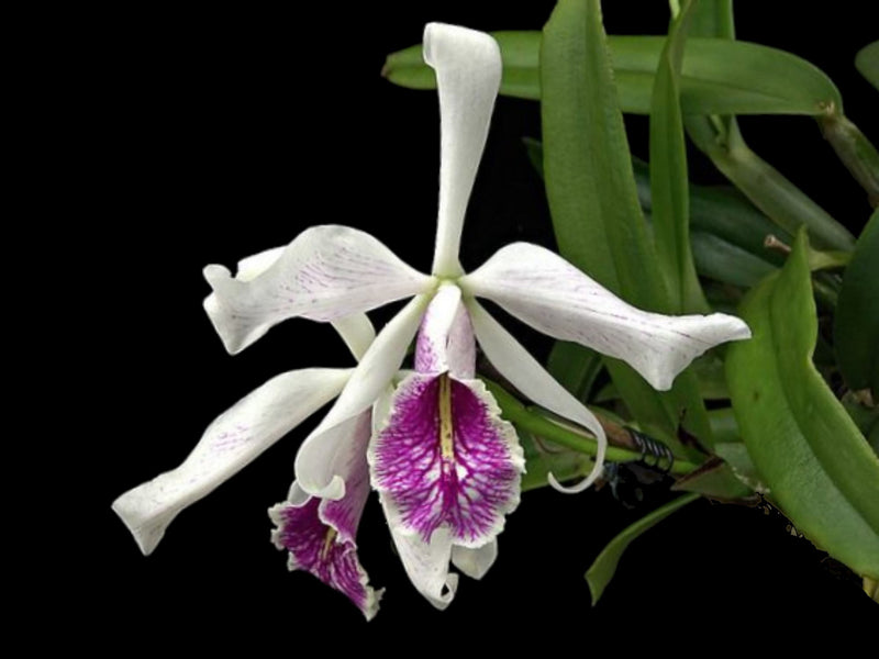Cattleya maxima f. semi-alba ('Hugo Medina' X 'Hector')