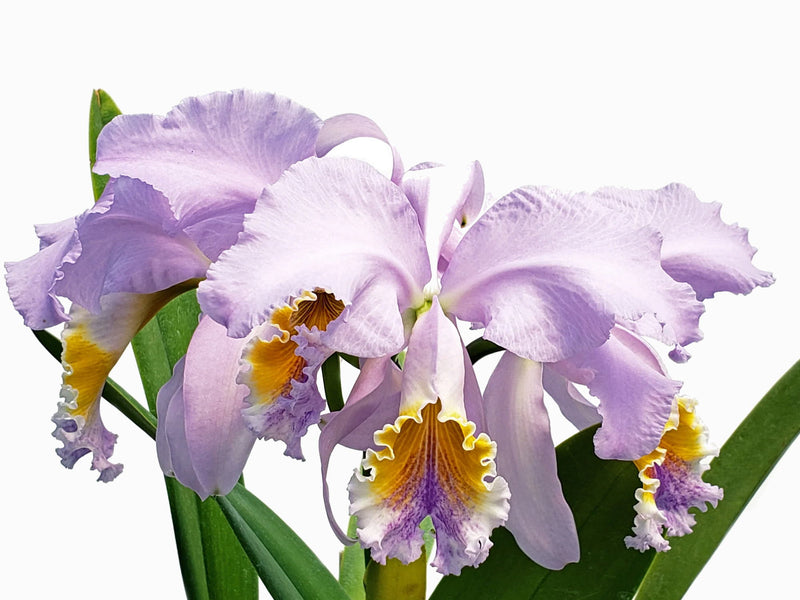 Cattleya mossiae f. coerulea (Blue Bird x Herrerae)