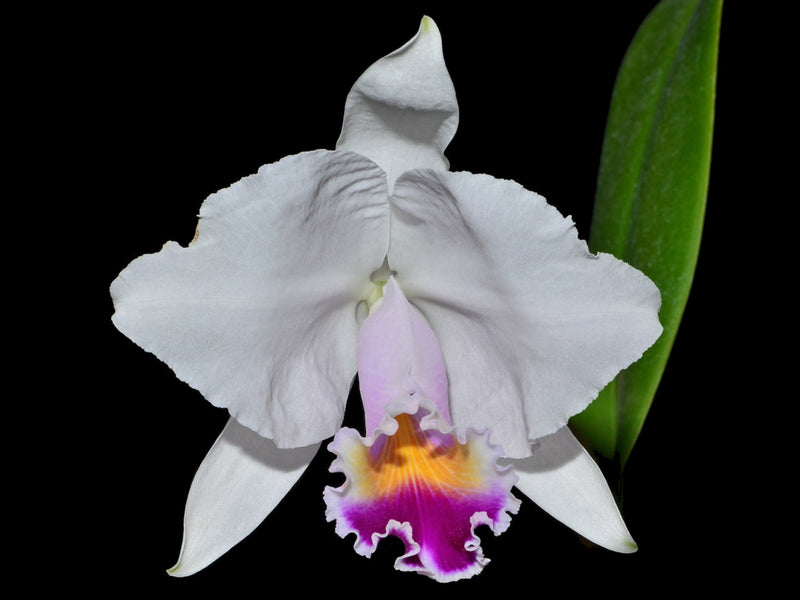 Cattleya quadricolor 'Del Tronco Ec'