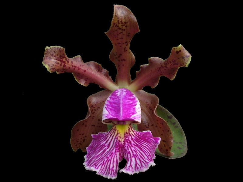 Cattleya schilleriana