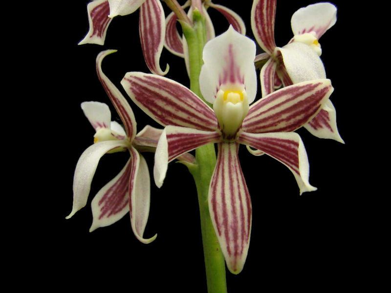 Encyclia faresiana OP invitro