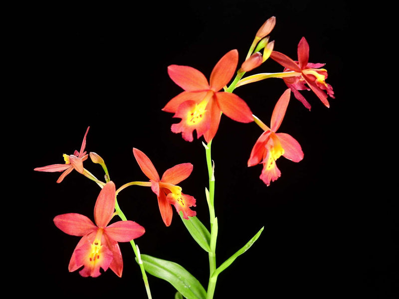 Epiphronitis Veitchii