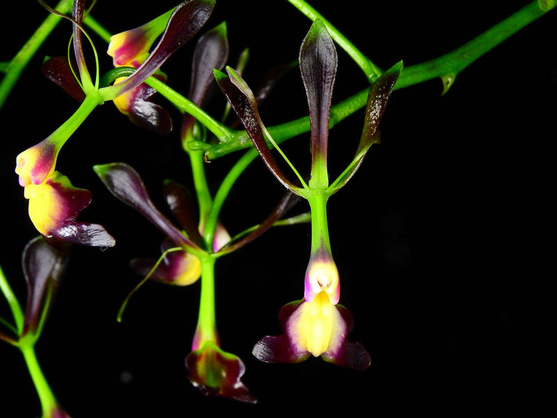 Epidendrum Thomas Ott (5,5cm Topf)