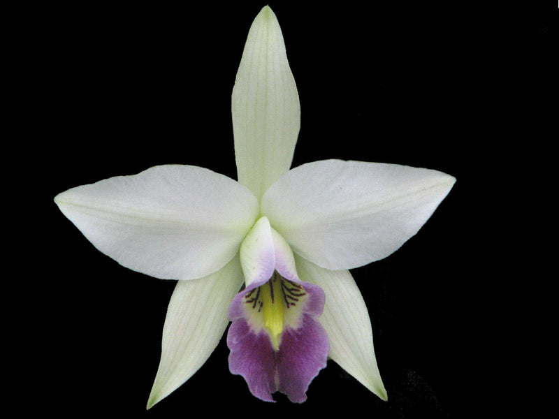 Laelia anceps var. Veitchiana (Topf 9cm)