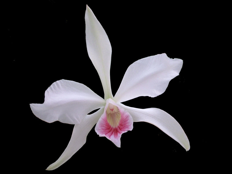 Laelia purpurata (russeliana x concolor) (5 cm Topf)