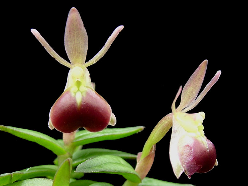 Epidendrum porpax (9cm Topf)