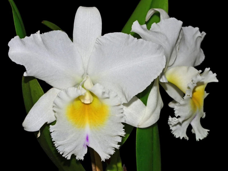 Cattleya Pastoral Inocence