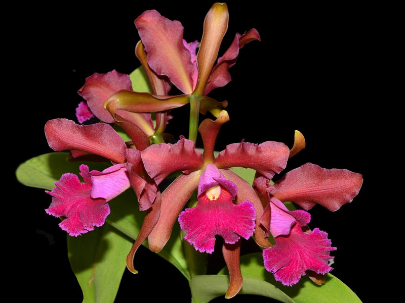 Cattleya Chamberlainiana (1881)
