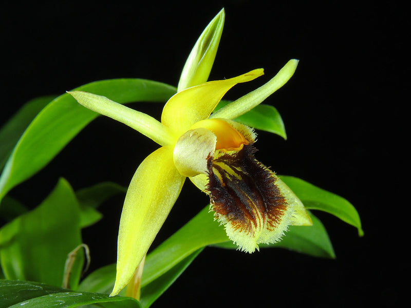 Coelogyne fimbriata 'Firefly' (16 cm Ampeltopf)