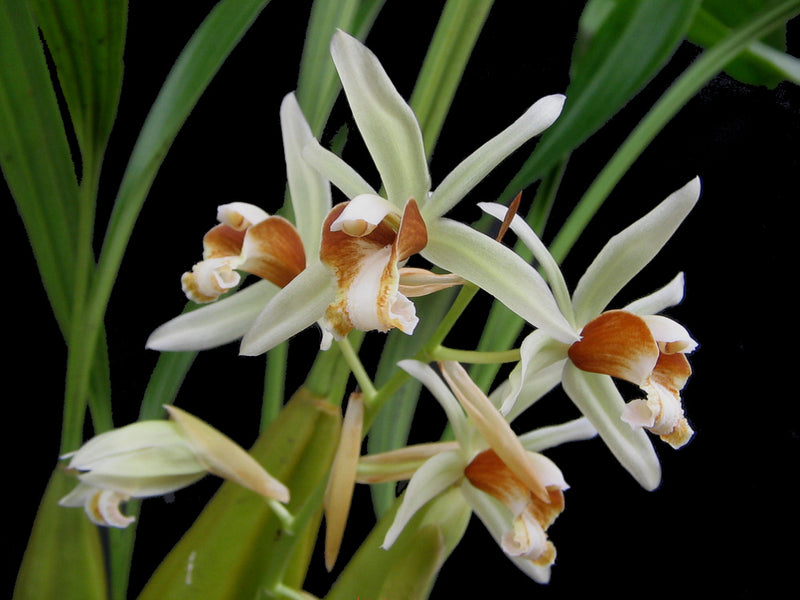 Coelogyne trinervis (16 cm Ampeltopf)