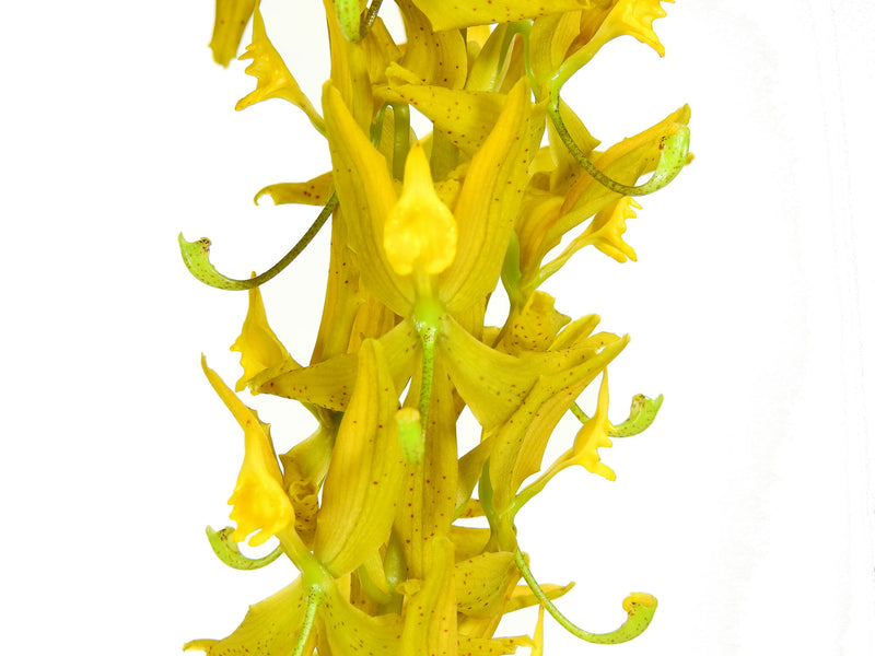 Cycnoches herrenhusanum