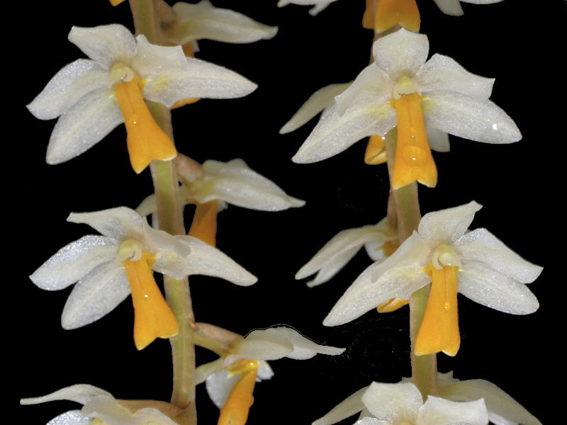 Dendrochilum cobbianum (5 cm Topf)