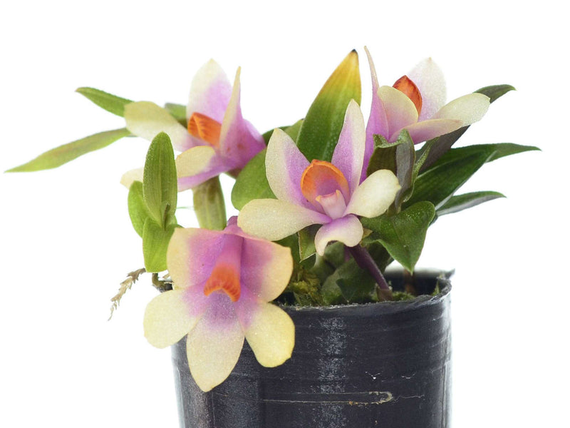 Den (Gaëtan Minet x cuthbertsonii) 'Gualaceo'