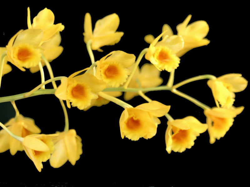 Dendrobium chrysotoxum (16 cm Ampeltopf)