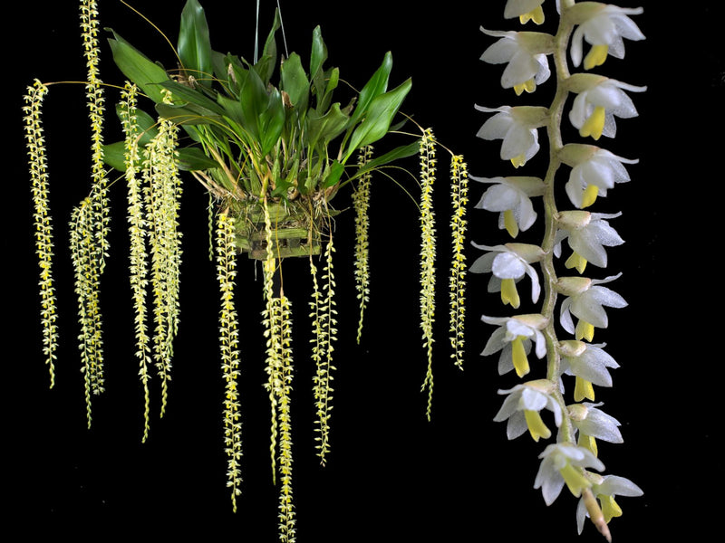 Dendrochilum cobbianum (5 cm Topf)