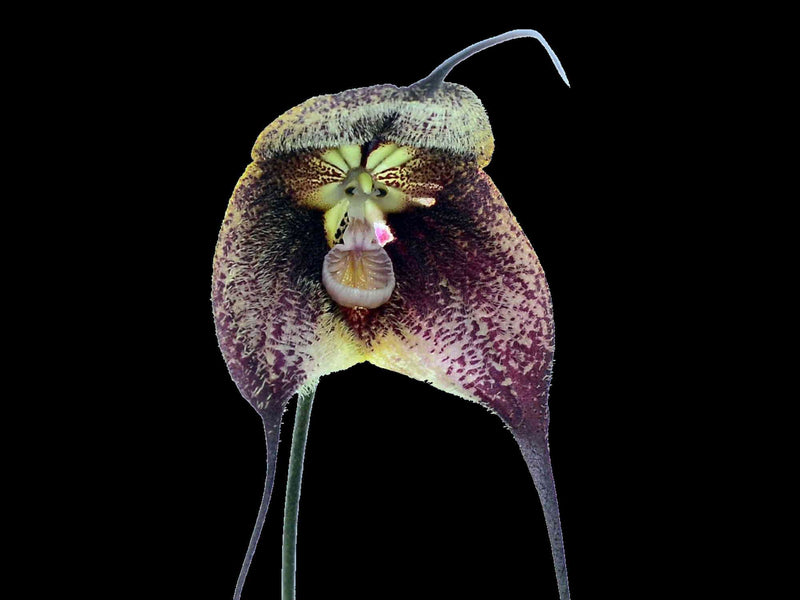 Drac. (gigas x robledorum)