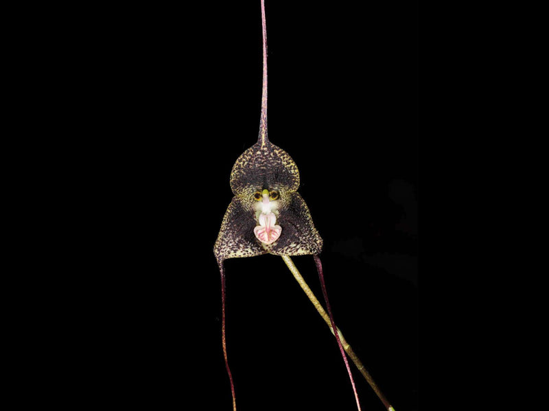 Dracula fuligifera